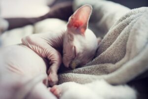 Read more about the article Почему моя кошка спит между моими ногами?  3 вероятные причины