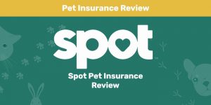 Read more about the article Обзор Spot Pet Insurance Review 2022: плюсы, минусы и вердикт