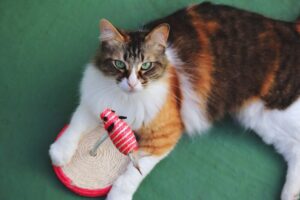 Read more about the article 6 причин, почему ваша кошка носит с собой игрушку и мяукает