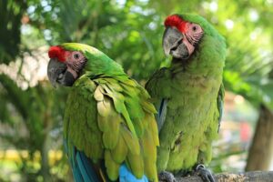 Read more about the article Когда и как были одомашнены попугаи?  Увлекательные факты!