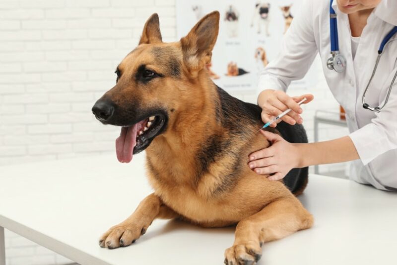 You are currently viewing 10 распространенных побочных эффектов прививки от бешенства у собак