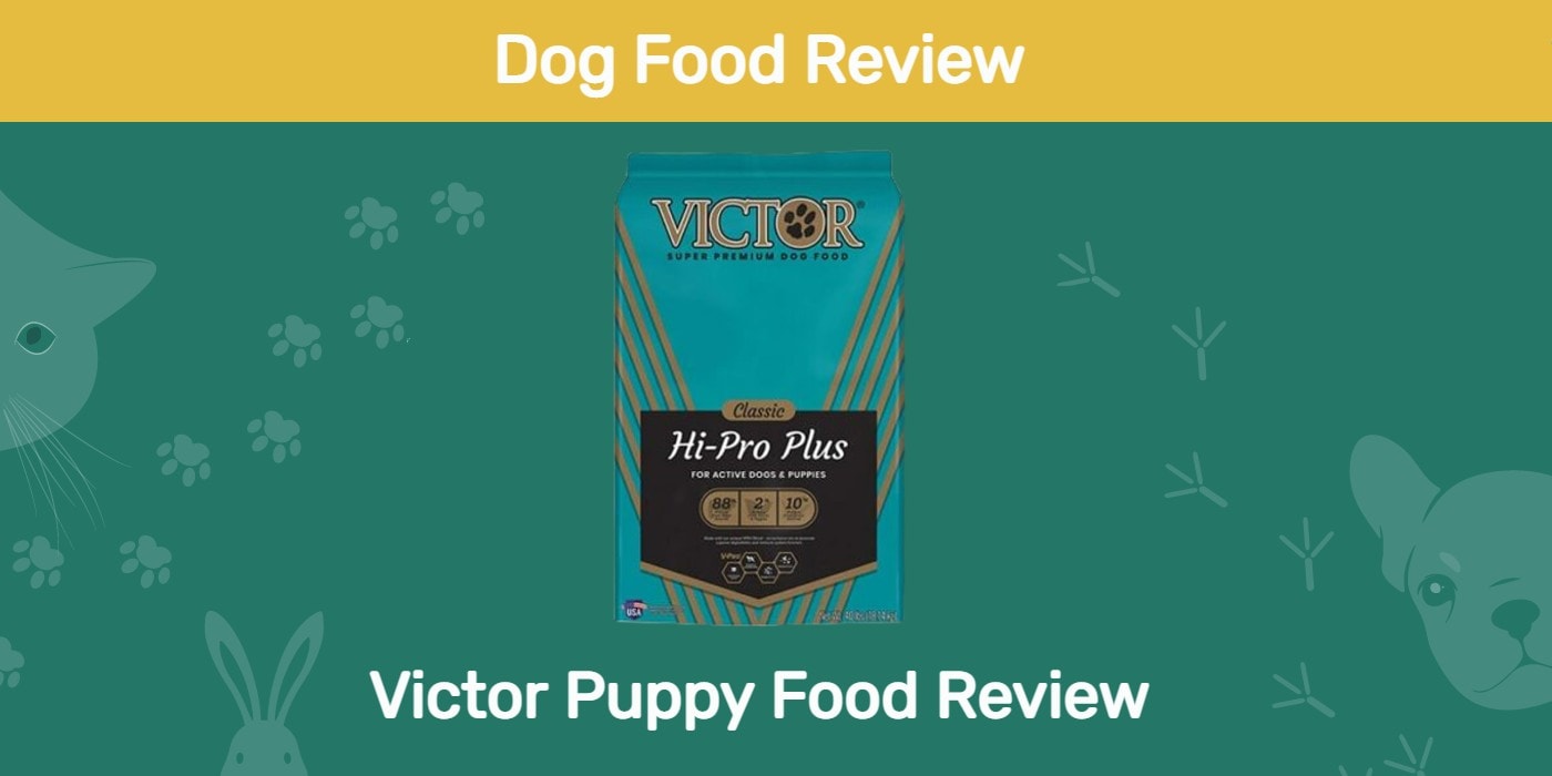 Read more about the article Victor Puppy Food Review 2022: отзывы, плюсы и минусы