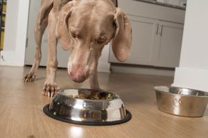 Read more about the article Как определить, есть ли у собаки аллергия на еду: 6 проверенных ветеринаром признаков и советов