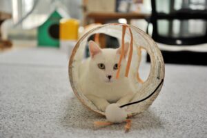 Read more about the article Как обеспечить умственную стимуляцию кошки: 16 забавных способов