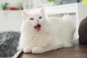 Read more about the article Что делать, если ваша кошка боится громких звуков (ответ ветеринара)