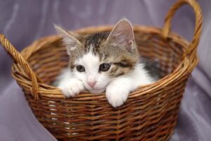 Read more about the article 13 чертежей кошачьей кровати из корзины, которые вы можете сделать сегодня (с иллюстрациями)