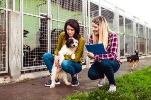 Read more about the article Как воспитать собаку: 5 рекомендаций ветеринара