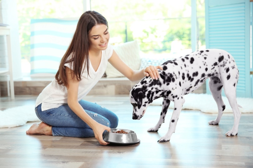 Женщина кормит далматинскую собаку