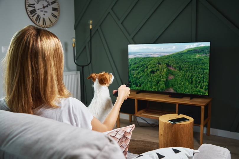 You are currently viewing Любят ли собаки смотреть телевизор?  Что тебе нужно знать!