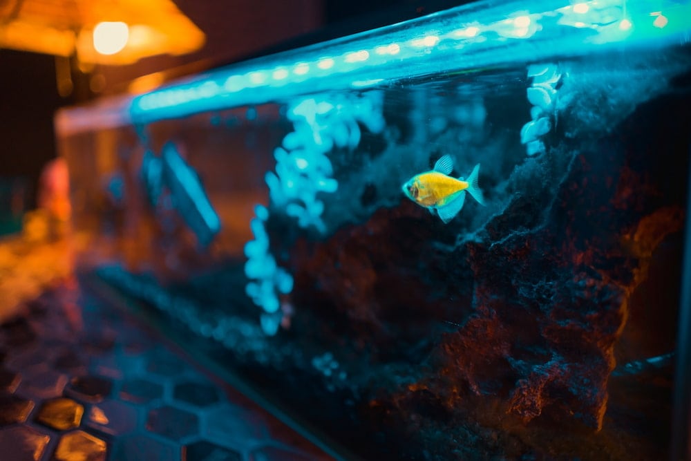 You are currently viewing 7 лучших УФ-стерилизаторов для аквариумов в 2022 году — обзор и руководство покупателя