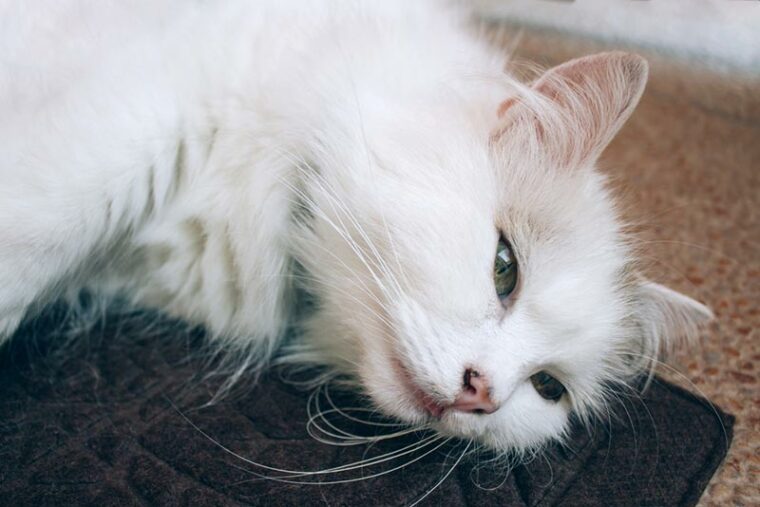 больной белый кот лежит на полу