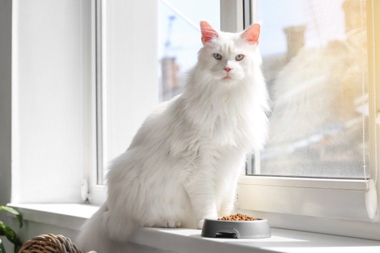 белый кот возле миски с едой