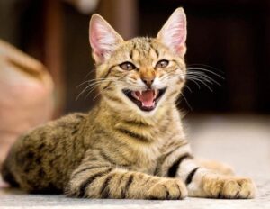 Read more about the article Могут ли кошки смеяться?  Они смеются как люди?  (Часто задаваемые вопросы)