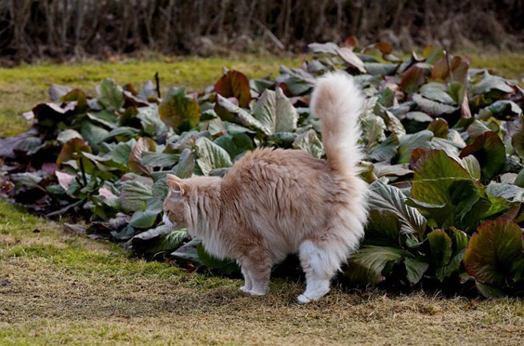 Самец большого норвежского лесного кота помечает свою территорию