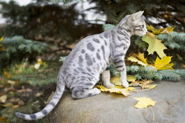 Бенгальский котенок голубого пятнистого окраса