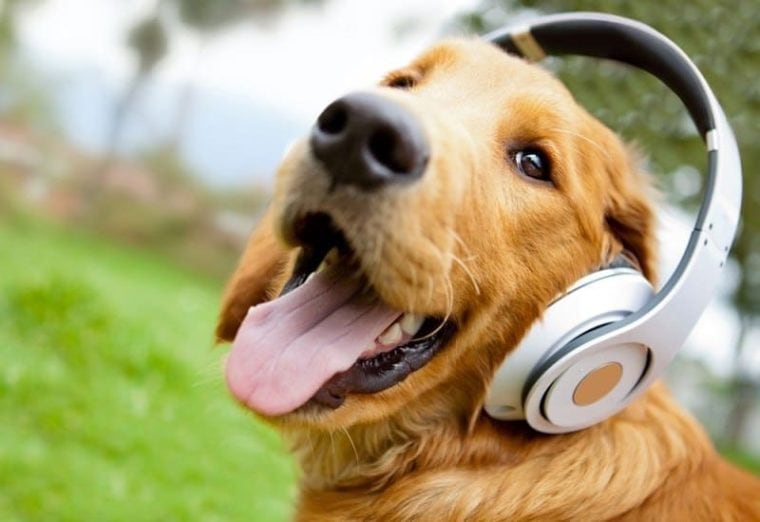 Симпатичная собака слушает музыку в наушниках_ESB Professional_shutterstock