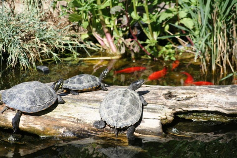 черепахи на бревне в пруду