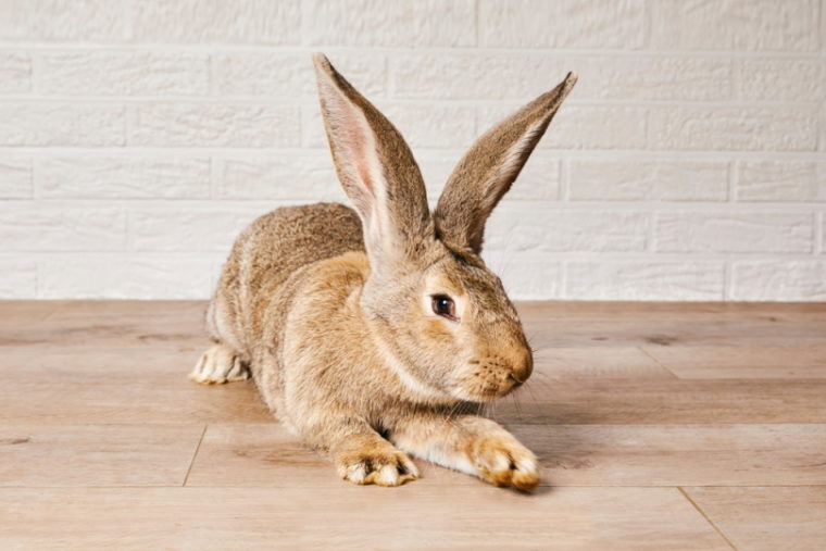 Фламандский гигантский кролик на деревянном полу