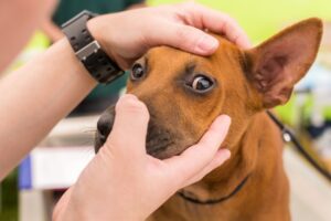 Read more about the article Каковы расходы ветеринара на глазную инфекцию и хирургию глаза у собак в 2023 году?