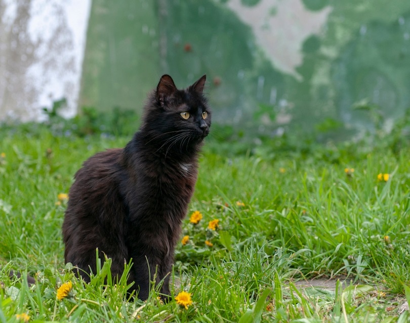 You are currently viewing Информация о породе йоркской шоколадной кошки: фотографии, темперамент и черты