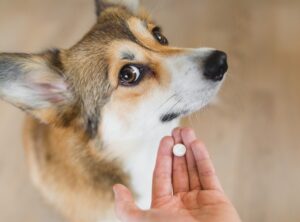 Read more about the article Могу ли я дать собаке аспирин от артрита?  Руководство по безопасности, проверенное ветеринаром