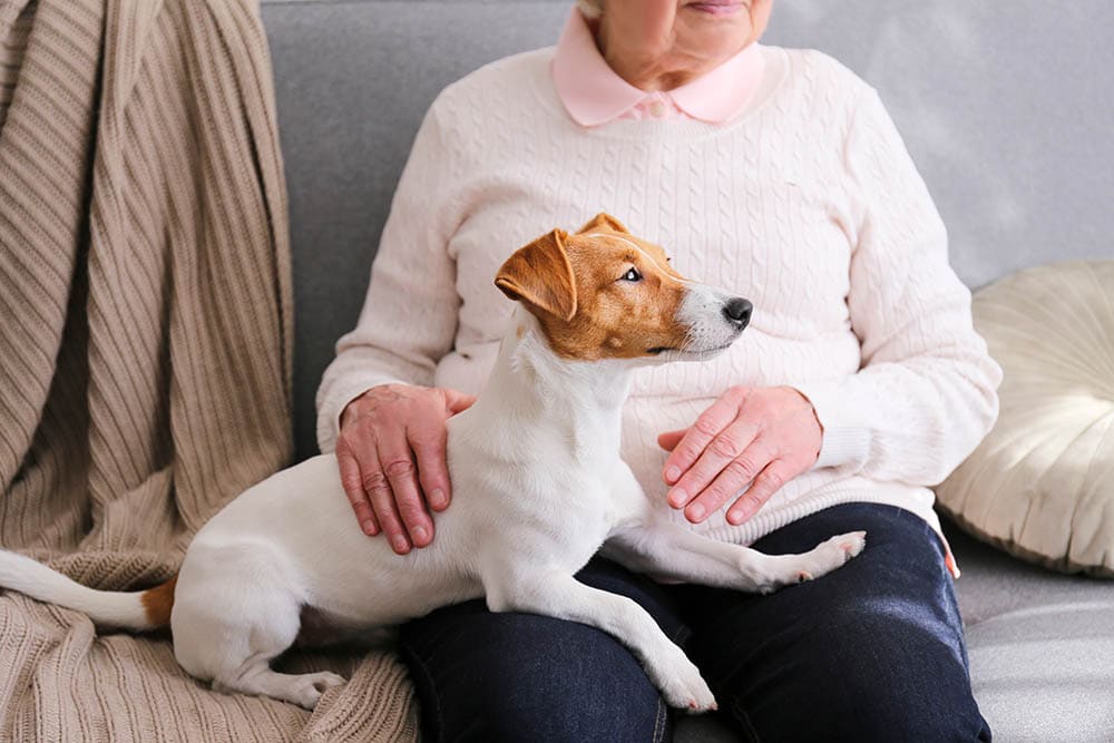 Собака эмоциональной поддержки с пожилой женщиной