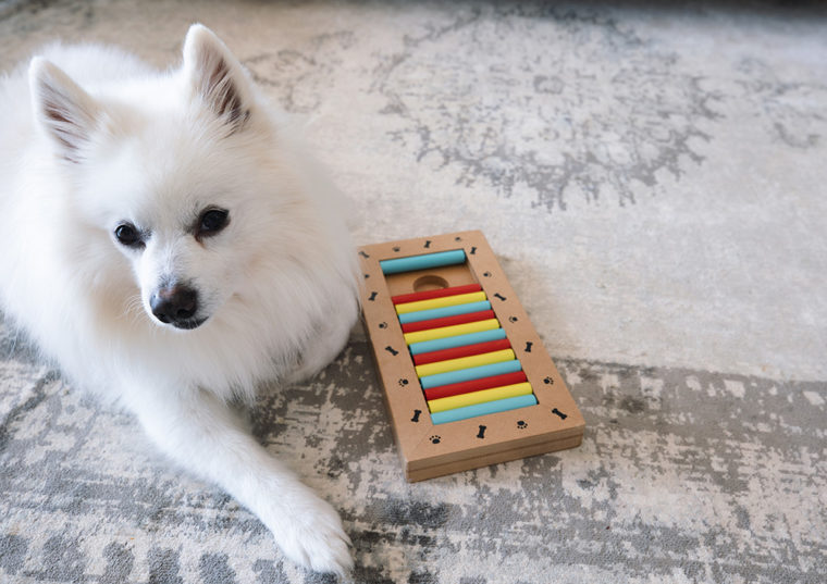 Собака играет в игрушечную головоломку_Lenti Hill_Shutterstock
