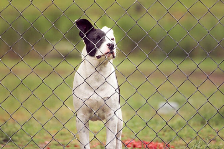 Собака смотрит через забор