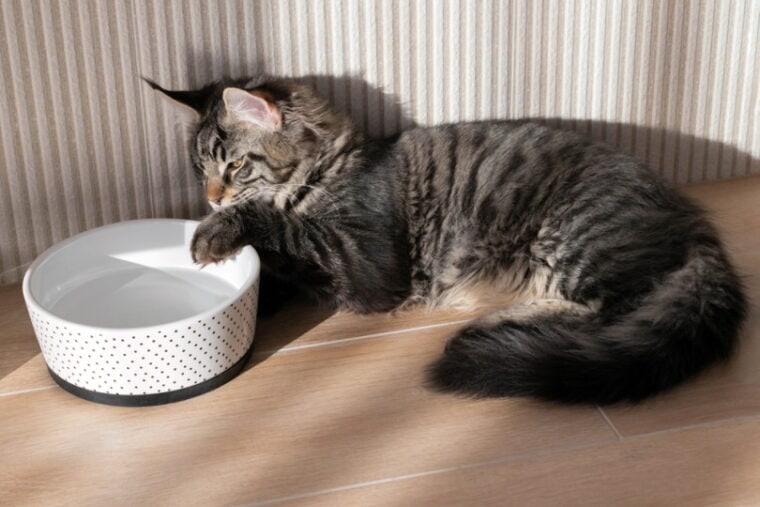 Кот мейн-кун лапает свою миску с водой