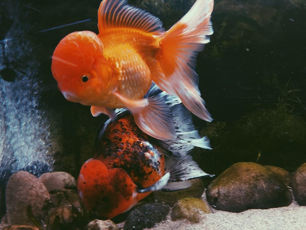 фото оранжевой золотой рыбки