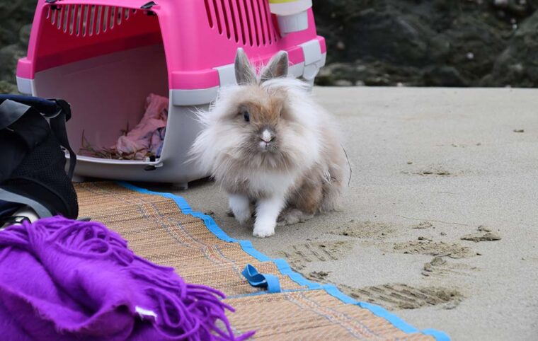 Милый кролик играет на пляже.  Кролик на отдыхе