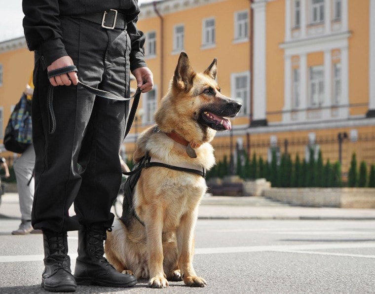немецкая овчарка полицейская собака