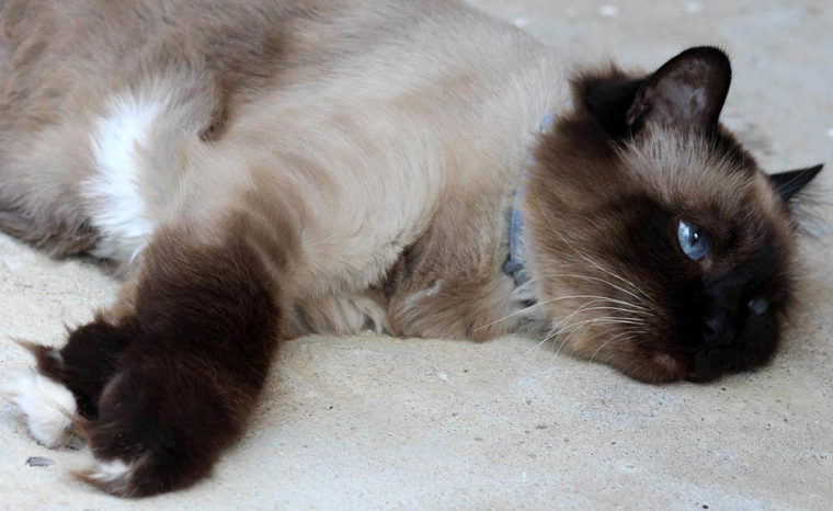 больная бирманская кошка