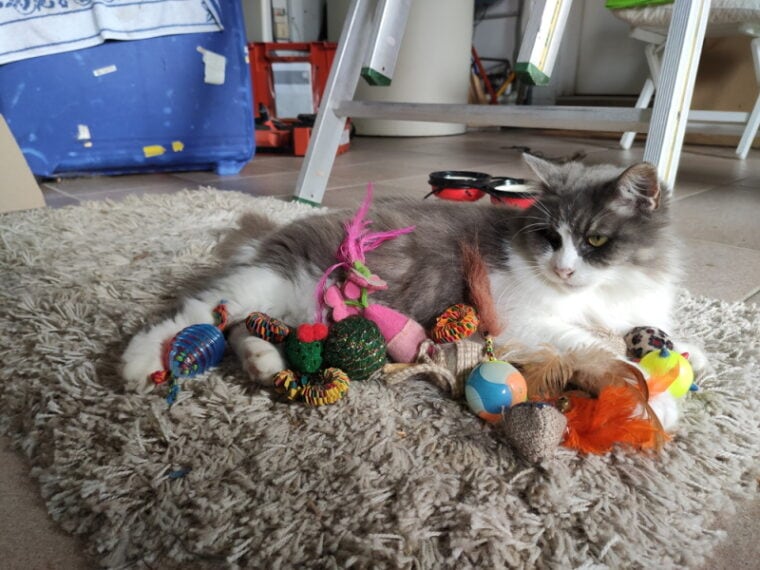 кошка в окружении игрушек