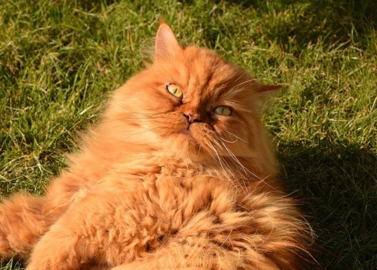 персидская кошка лежит на траве