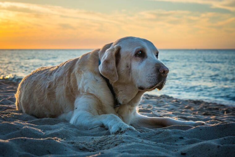 Старый желтый ретривер лабрадора собаки лежит на пляже
