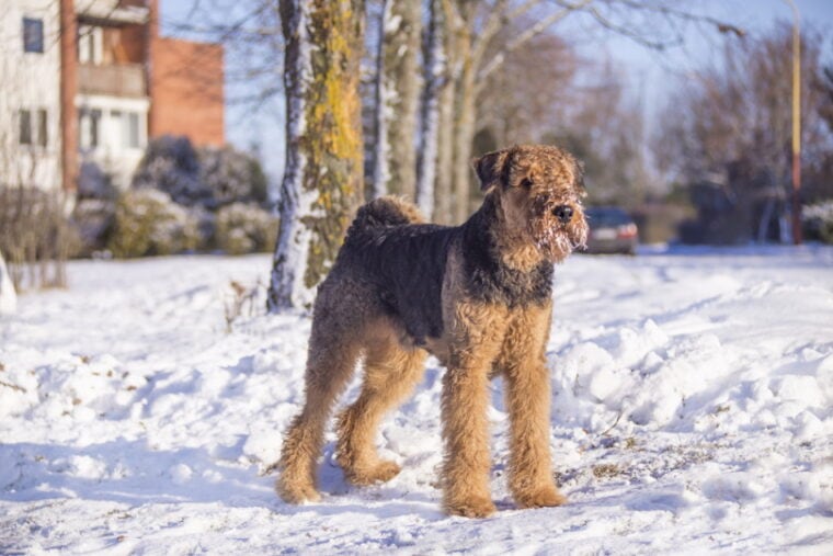 эрдельтерьер собака стоит на снегу