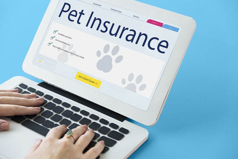сайт страхования домашних животных засветился на планшете