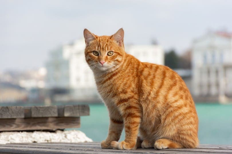 рыжий полосатый кот сидит на фоне моря