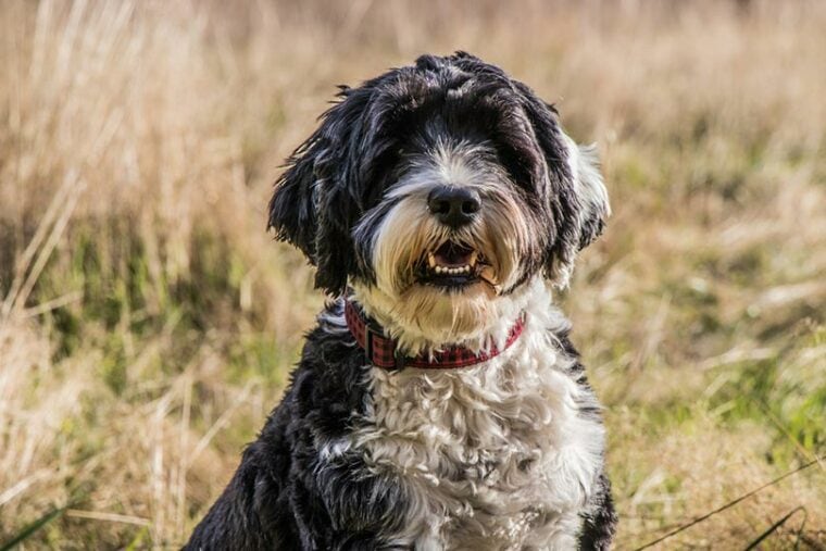 портрет бело-черной португальской водяной собаки в ошейнике