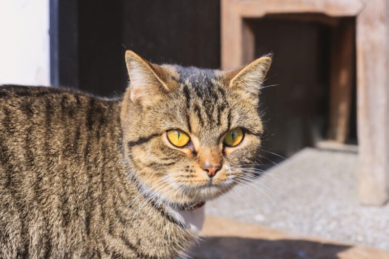 Китайский Дракон Ли Кот