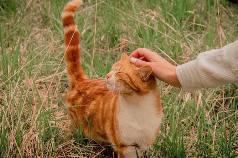 Гладить ласковую кошку