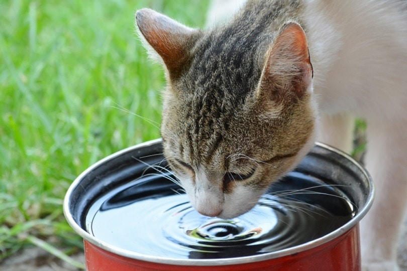You are currently viewing Кошка неожиданно стала пить много воды?  Вот 8 возможных причин, почему