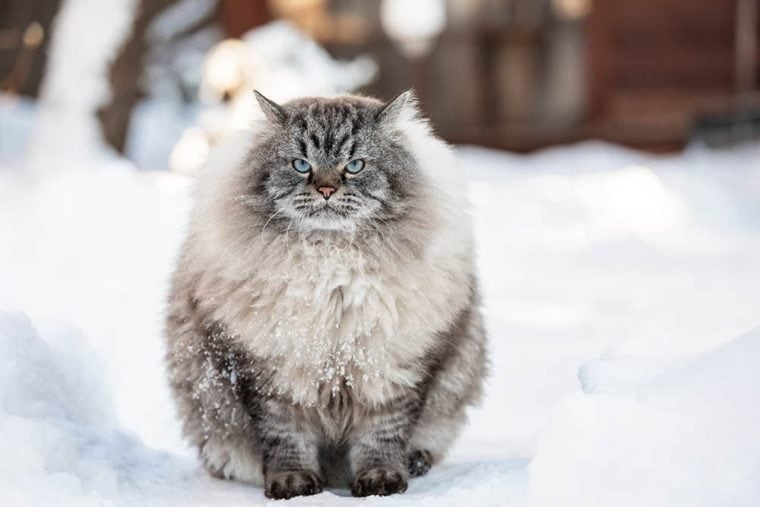 Невская маскарадная кошка в снегу