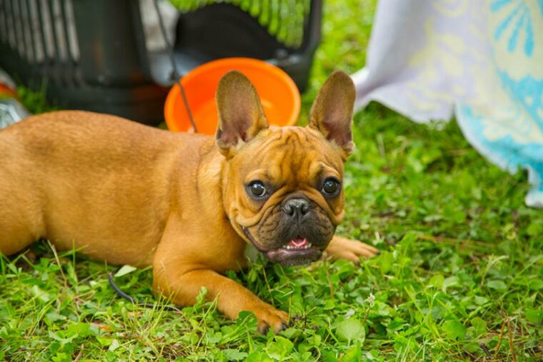 красный щенок французского бульдога лежит на траве