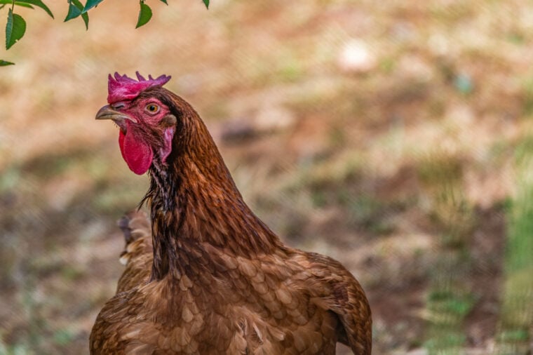 Домашняя куройлерская курица_Джен Уотсон_Shutterstock