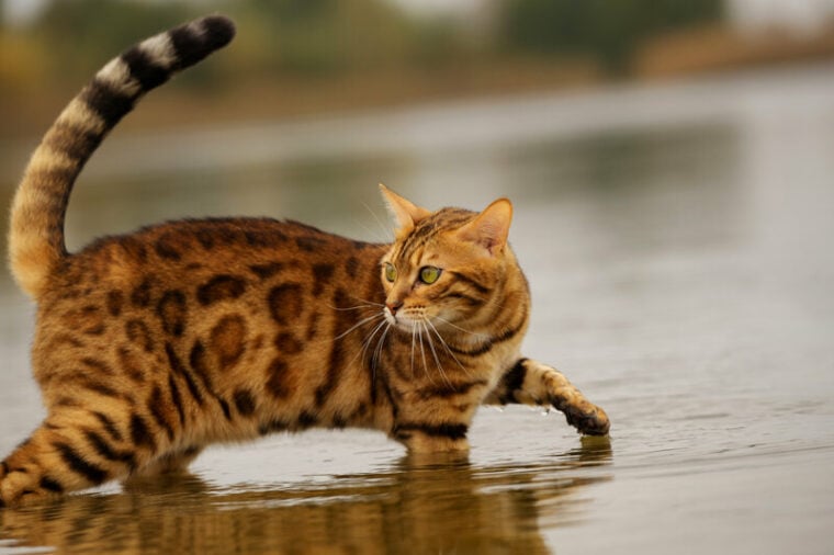 коричневый бенгальский кот в воде, в реке