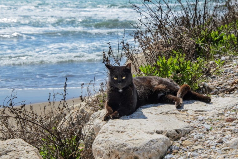 Бомбейская кошка лежит на прибрежной скале