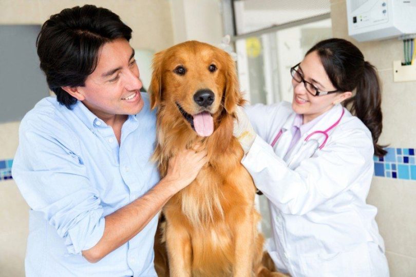 собака в vet_ESB Professional, Shutterstock