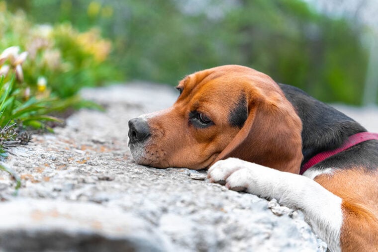 Портрет грустной гончей собаки_Masarik_Shutterstock